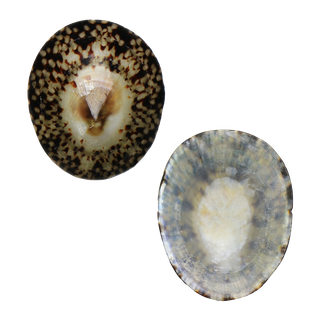 POLISHED SHELL - LIMPET - LARGE 55-65MM