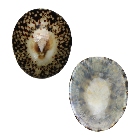 POLISHED SHELL - LIMPET