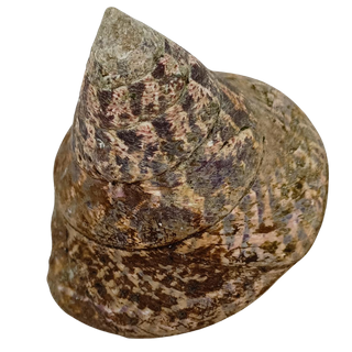 NATURAL SHELL - TROCHUS - PREMIUM 80-120MM