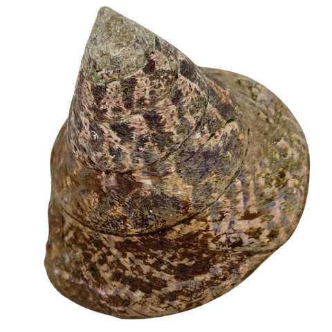 NATURAL SHELL - TROCHUS - PREMIUM 80-120MM