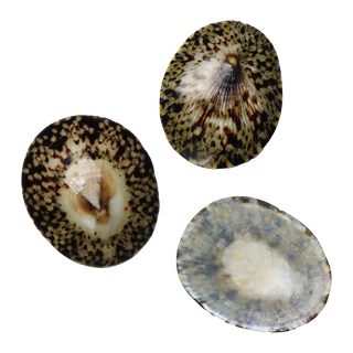 POLISHED SHELL - LIMPET - MEDIUM 50-55MM