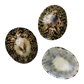 POLISHED SHELL - LIMPET