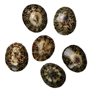POLISHED SHELL - LIMPET - SMALL 45-50MM