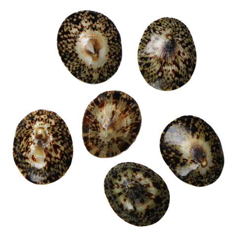 POLISHED SHELL - LIMPET - SMALL 45-50MM