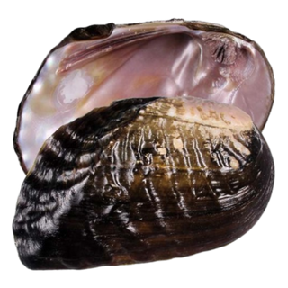 NATURAL SHELL - PINK MUSSEL - BANK CLIMBER