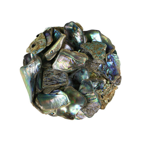 NZ Abalone Paua Shell - Chunky - Large 30-60mm