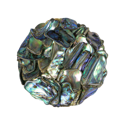 NZ Abalone Paua Shell - Chunky - Medium 15-25mm