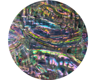 SHELL VENEER COATED - KOREAN ABALONE GREY METALLIC - 230*130MM