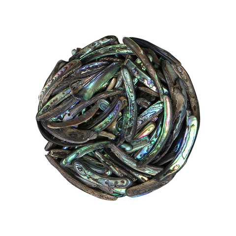 NZ Abalone Paua Shell - Rims Satin - Small 20-40mm