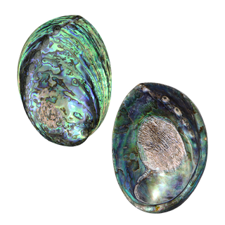 POLISHED SHELL - PAUA - PREMIUM - HOLES FILLED (120-150MM) (10 PACK)