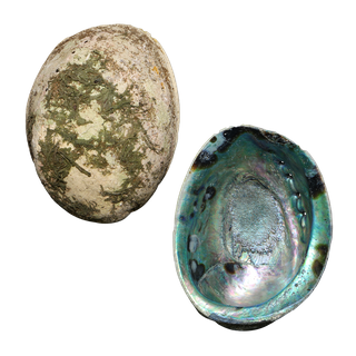 NATURAL SHELL - PAUA - JEWELLERY HEAVY - 300-350G (140-180MM)