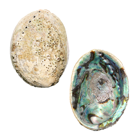 NATURAL SHELL - PAUA - SUPREME - CLEANED (150-165MM) PACK OF 10