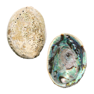 NATURAL SHELL - PAUA - SUPREME - CLEANED (150-165MM) PACK OF 10