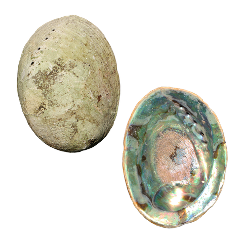 NATURAL SHELL - PAUA - JEWELLERY HEAVY - 250-300G (140-180MM)