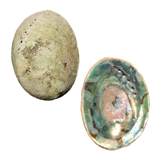 NATURAL SHELL - PAUA - JEWELLERY HEAVY - 250-300G (140-180MM)