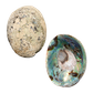 NZ Abalone Paua - Natural Cleaned with Smooth Edge