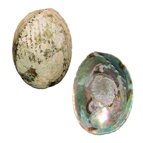 NZ Abalone Paua - Natural Cleaned