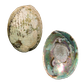 NZ Abalone Paua - Natural Cleaned