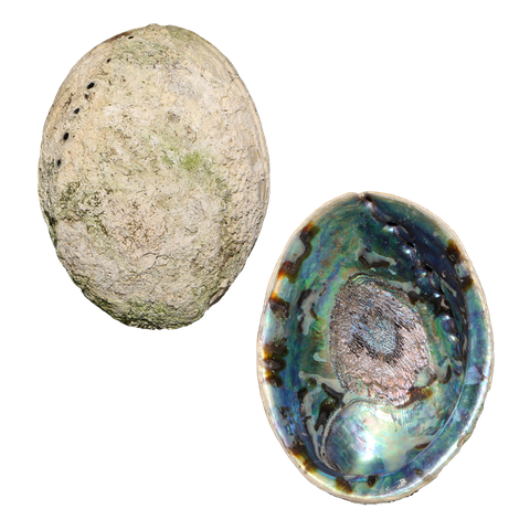 NATURAL SHELL - PAUA - JEWELLERY HEAVY - HANDSELECTED BLUE - 250-300G (140-180MM)