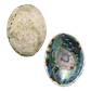 NZ Abalone Paua - Natural - Jewellery Making - Handselected Blue Colour