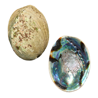 NATURAL SHELL - PAUA - SUPREME - CLEANED WITH SMOOTH EDGE (150-165MM) (PACK OF 10)
