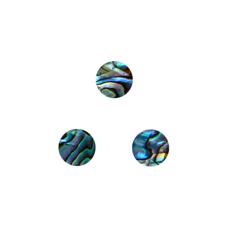 NZ Abalone Paua Shell