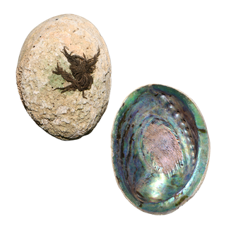 NATURAL SHELL - PAUA - JEWELLERY HEAVY - 400G+ (140-180MM)