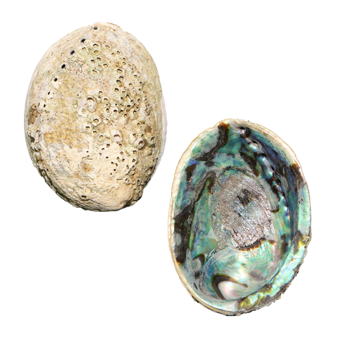 NATURAL SHELL - PAUA - SUPREME PLUS - RAW (165MM+)