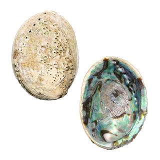 NATURAL SHELL - PAUA - SUPREME PLUS - RAW (165MM+)