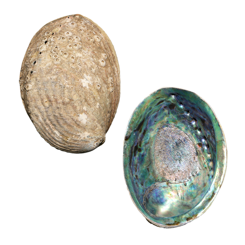 NZ Abalone Paua - Natural Cleaned with Smooth Edge