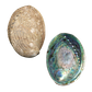 NZ Abalone Paua - Natural Cleaned with Smooth Edge