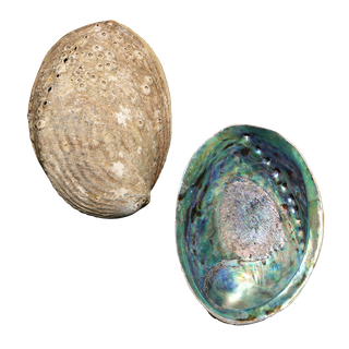 NATURAL SHELL - PAUA - SUPREME PLUS - CLEANED WITH SMOOTH EDGE (165MM+)