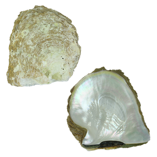 NATURAL SHELL - WMOP - SUPREME PLUS - CLEANED 250-300G (140MM+) GRADE B