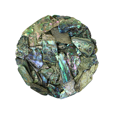 NZ Abalone Paua - Gloss drilled - Small 15-25mm