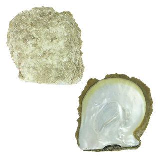 NATURAL SHELL - GOLD WMOP - PETITE - CLEANED (<100MM) GRADE A