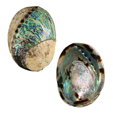 NZ Abalone Paua - Polished Spiral