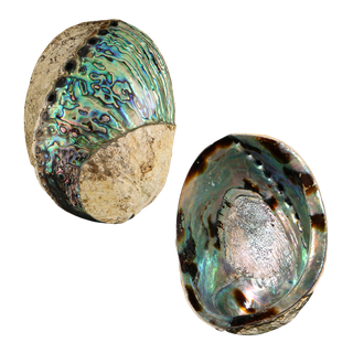 POLISHED SHELL - PAUA - PREMIUM - SPIRAL (120-150MM)