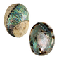 NZ Abalone Paua - Polished Spiral