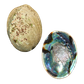 NZ Abalone Paua - Natural Cleaned with Smooth Edge