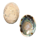 NZ Abalone Paua - Natural