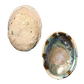 NZ Abalone Paua - Natural