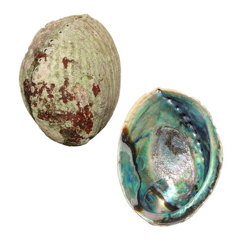 NATURAL SHELL - PAUA - JEWELLERY THIN - 140-200G (140-170MM)