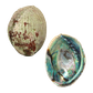 NZ Abalone Paua - Natural - Jewellery Making