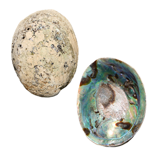 NATURAL SHELL - PAUA - PREMIUM - CLEANED WITH SMOOTH EDGE (120-150MM)