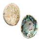 NZ Abalone Paua - Natural Cleaned