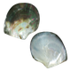 Other Mother of Pearl - Polished