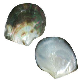 POLISHED SHELL - BMOP - PETITE - POLISHED <90MM