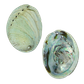 NZ Abalone Juvenile Paua - Natural Cleaned with Smooth Edge