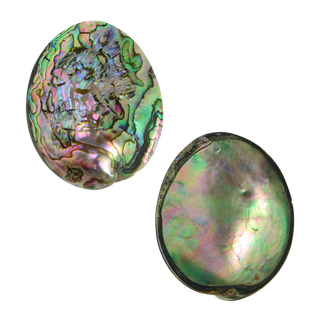 POLISHED SHELL - PAUA - GEM - BUFFED (40-45MM)