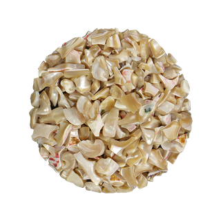 SHELL TERRAZZO CHIP - TROCHUS - 10-15MM